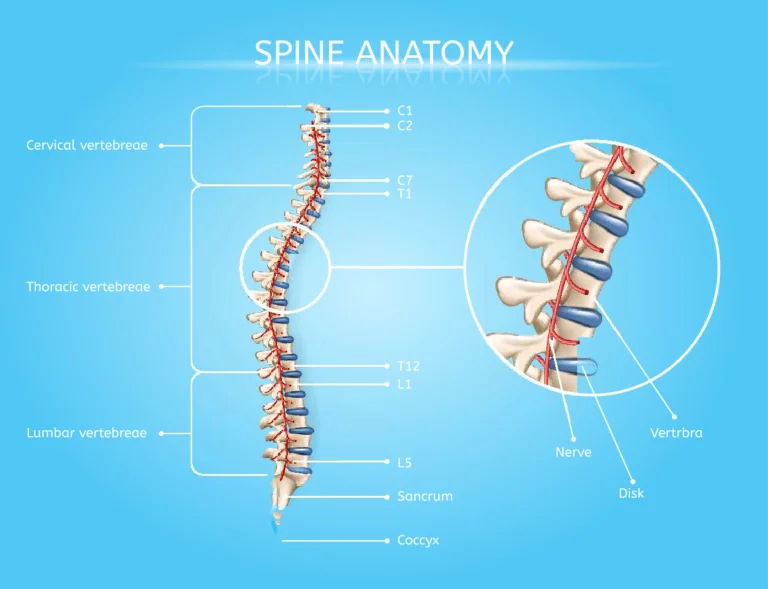 Winnipeg Spine Anatomy